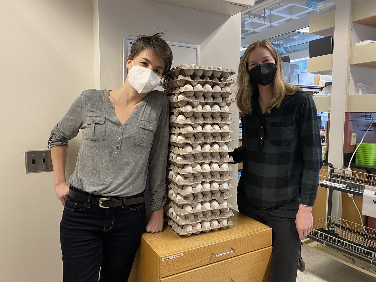 Busy making our posters for NESDB 2022. Lots of extra eggs this week 😁#NESDB2022 #SimoesCostaLab