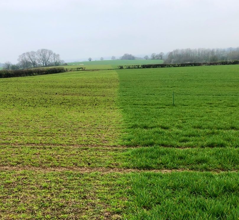 RichardTustian's tweet photo. 4 way field trial on Winter Barley. 1)Sheep grazed compost applied. 2)No grazing compost applied. 3)Sheep grazed with no compost. 4)No grazing with no compost. https://t.co/TvqB20VTkF