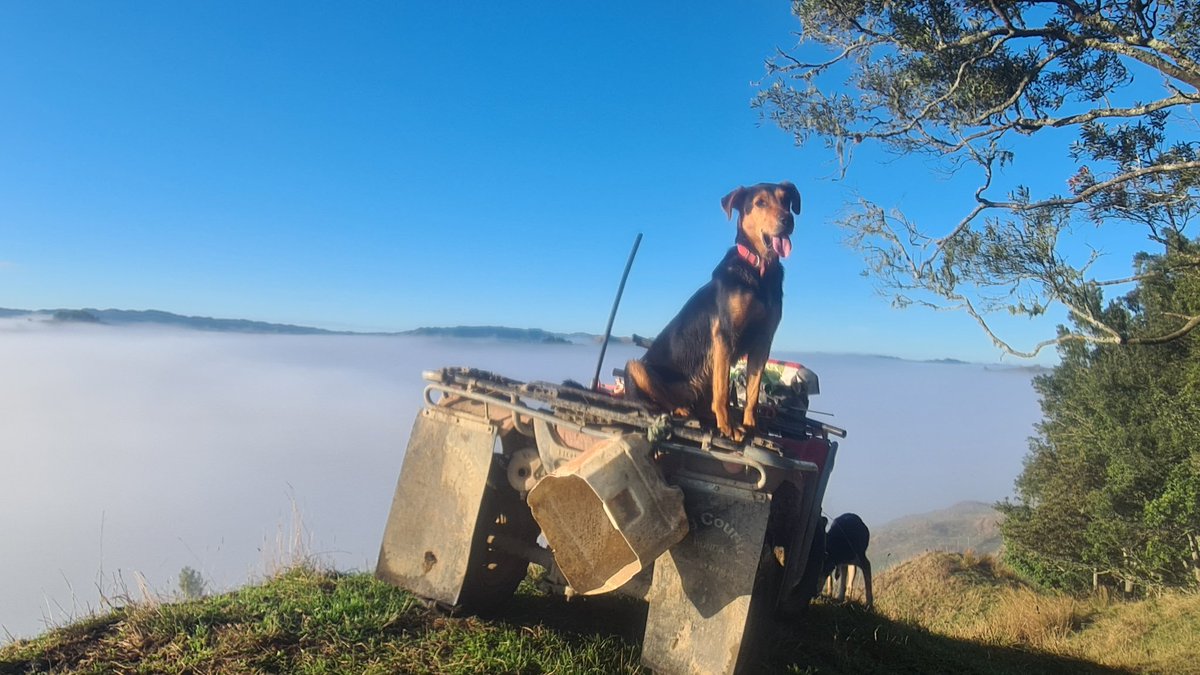 Farm changing color after a couple of magic rain events. Still lots of suppl going in, rams out with ewes. Young dogs going great. 
Feeling blessed given the challenges some are facing around the country. Kia kaha!
#familyfarming