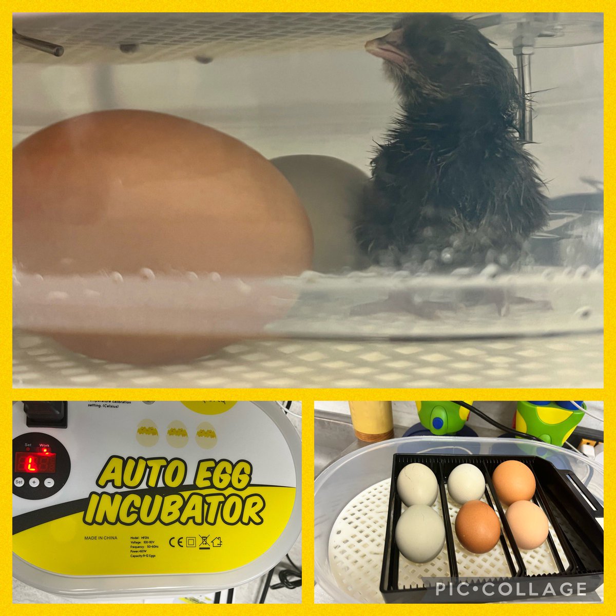 laurieteach's tweet photo. That face you make when you see a chick hatch! 🐣 #chickens #eggshatched #firstgradefun #Easter #handsomlearning #babychick #fmeistheplacetobe https://t.co/I0aSdviNMP