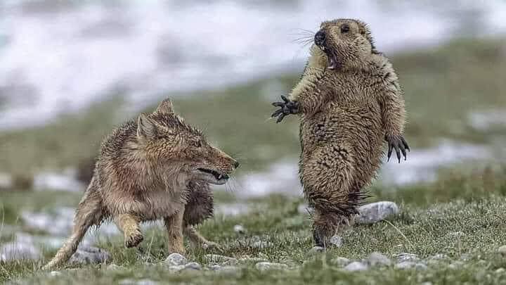 El zorro tibetano es un astuto cazador diurno y solitario que habita en las altas mesetas (a 4500 metros de altura) de Nepal, China y la India. Y sí, este mató a la marmota.