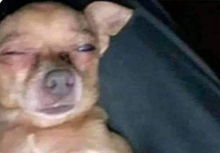 ElJeringasLoko's tweet photo. yo en la madrugada viendo tiktoks con un solo ojo pq el otro ya se me durmió https://t.co/ue08RSC8vG