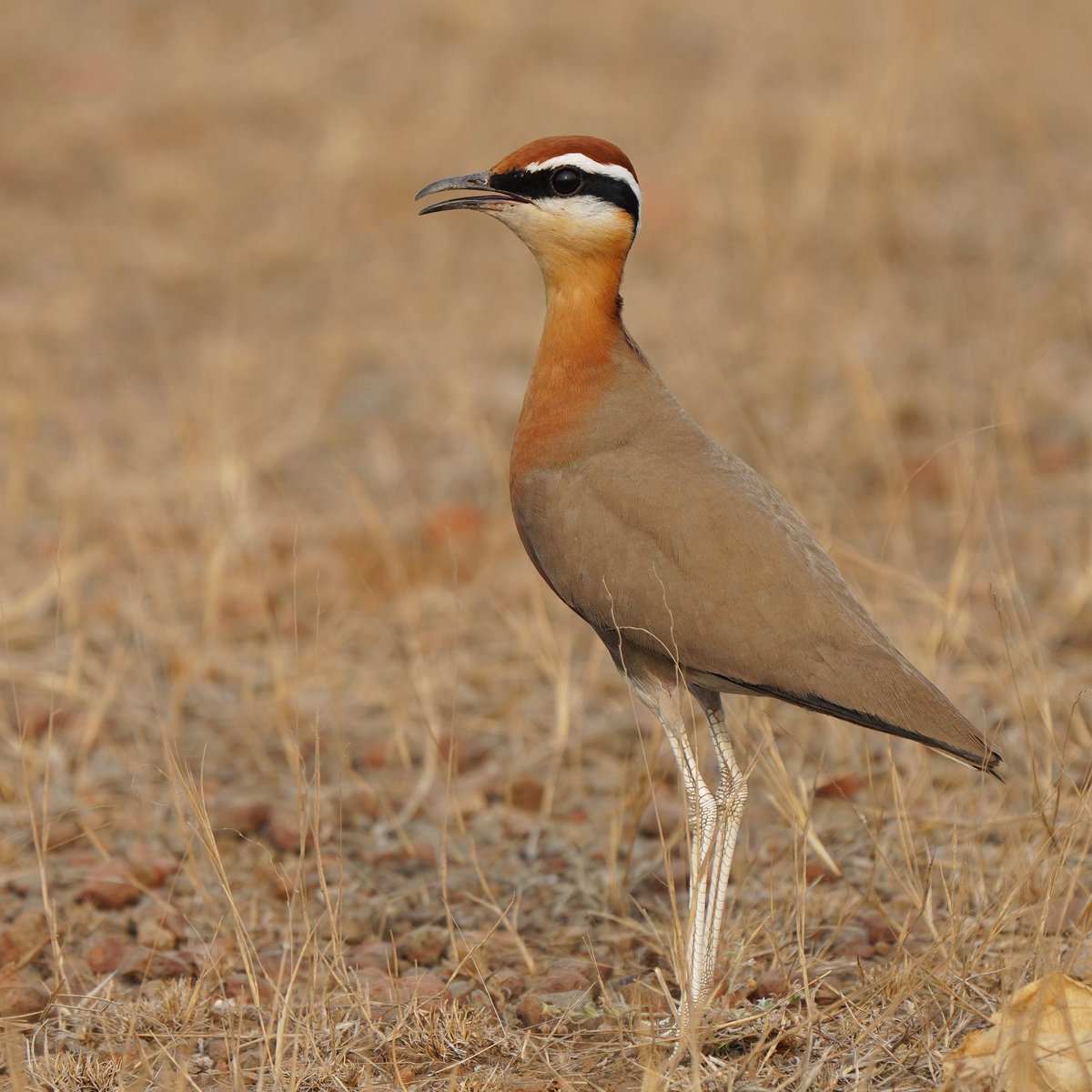 PittaTours's tweet photo. The INDIAN COURSER is just an all around cool bird. It seems out of place in dry and dusty grasslands, and the pop of color really made it stand out! #india #birds #indiabirds #birdtours #courser #indiancourser https://t.co/hk1h1UQvJ4