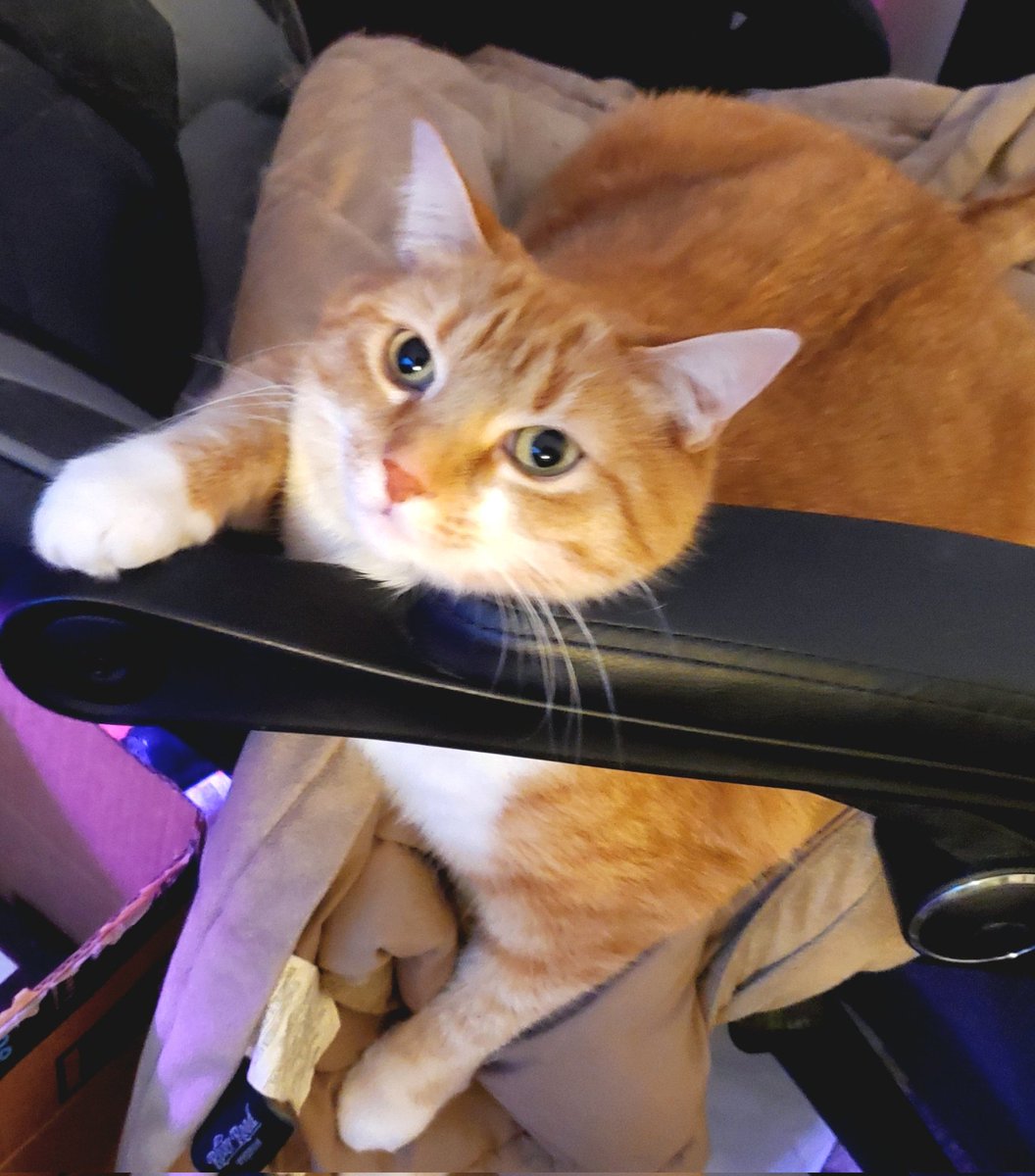 mzclvr99's tweet photo. @Dulynotedagain @prattle20 Biscuit says hi 👋🏼 ☺️ https://t.co/5VeMZTPPVy
