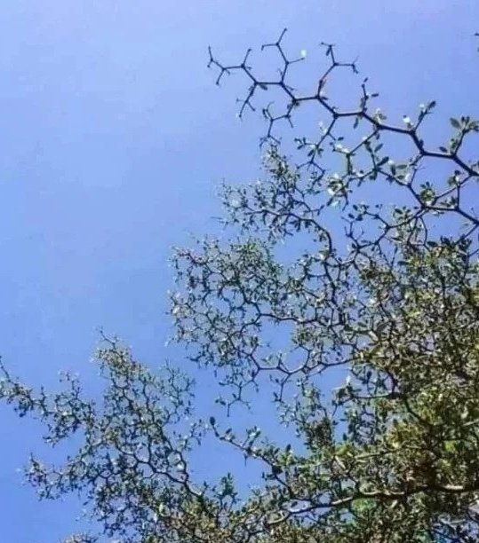 BunsenLearner's tweet photo. "Why are you laughing at those branches?"

Me: ORGANIC CHEMISTREE #Science #Chemistry #ifyouknowyouknow #teacher https://t.co/gMLfoWRZEd
