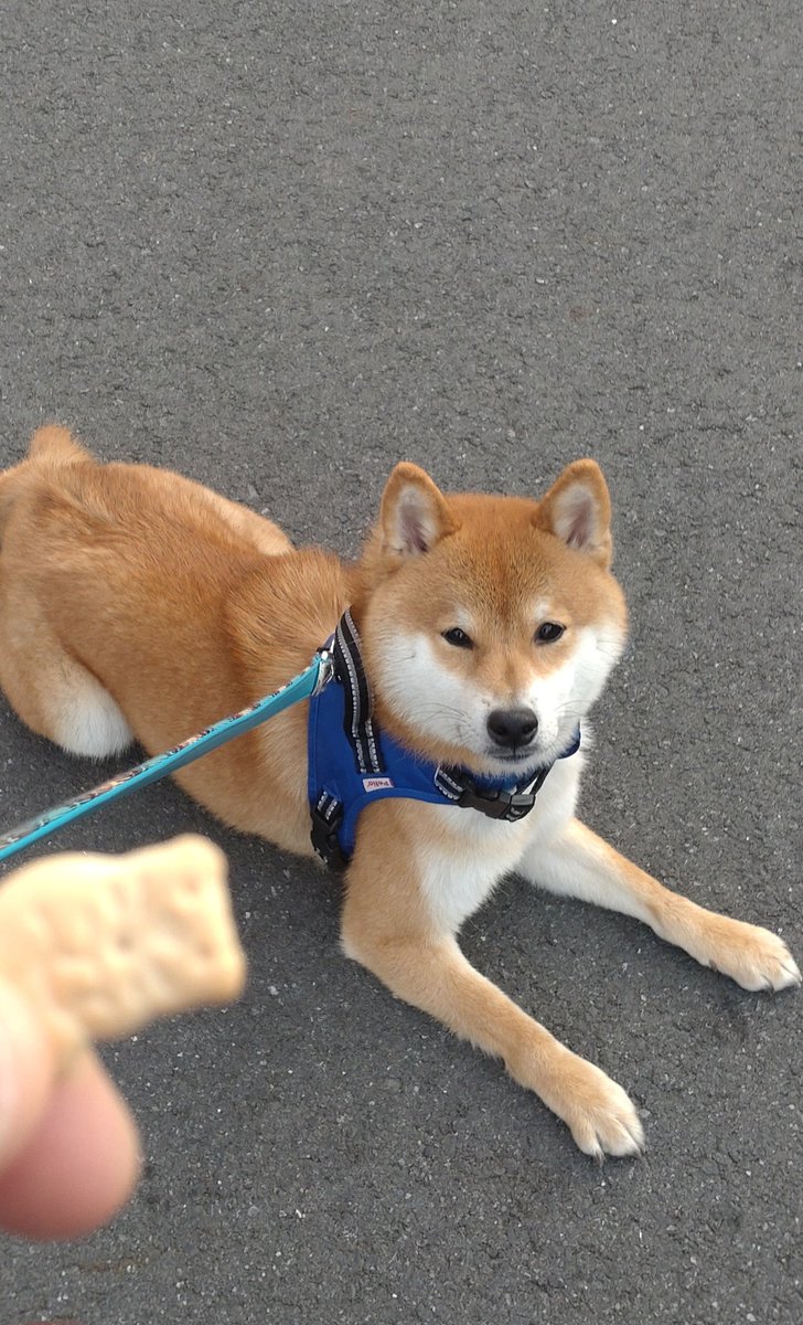 疾走感が凄い 柴犬の散歩風景 に笑い堪えられるひといる 笑うメディア クレイジー