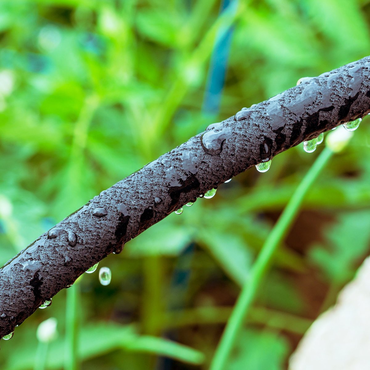 raypadulagarden's tweet photo. Ray Padula soaker hoses are unique hoses designed to provide a gentle, slow soaking of water exactly where it’s needed – the roots, with no waste.

Shop &amp; Learn More:  https://t.co/9D3C835tYq

#raypadula #gardening #garden #soakerhose #hose #spring #gardentips https://t.co/ddTB2xSRUX