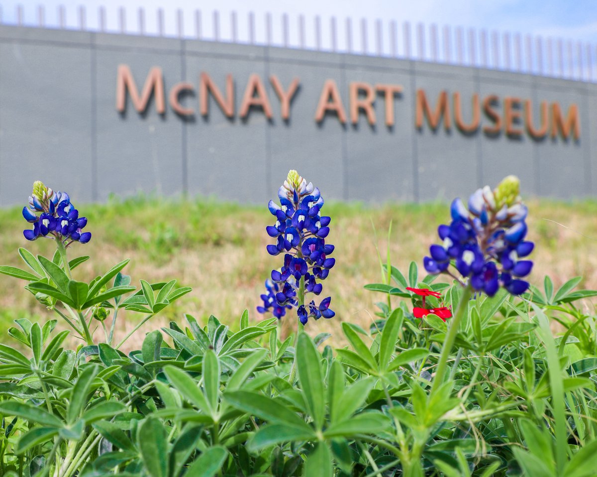 McNay Art Museum tweet media