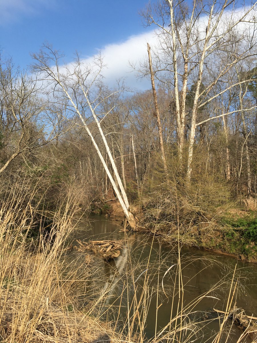 abikeanditsgirl's tweet photo. Forever blessed...
#amcyling #cycling #polyradiculitis #thingsicando #nature #therapy #treeride #muddycreek #greenwaylove https://t.co/8ZeaWwy3wr