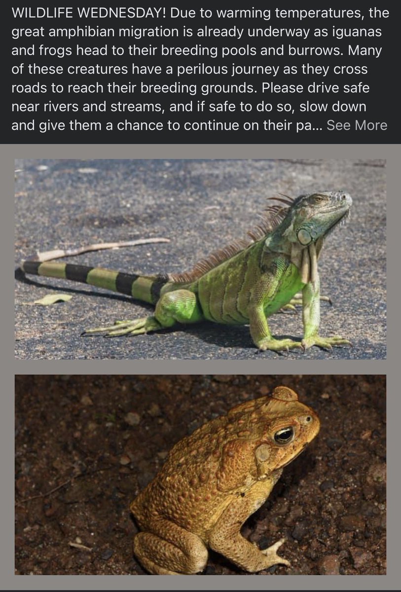 BZClimateChange's tweet photo. #WildlifeWednesday https://t.co/zRmUsFcjJ8