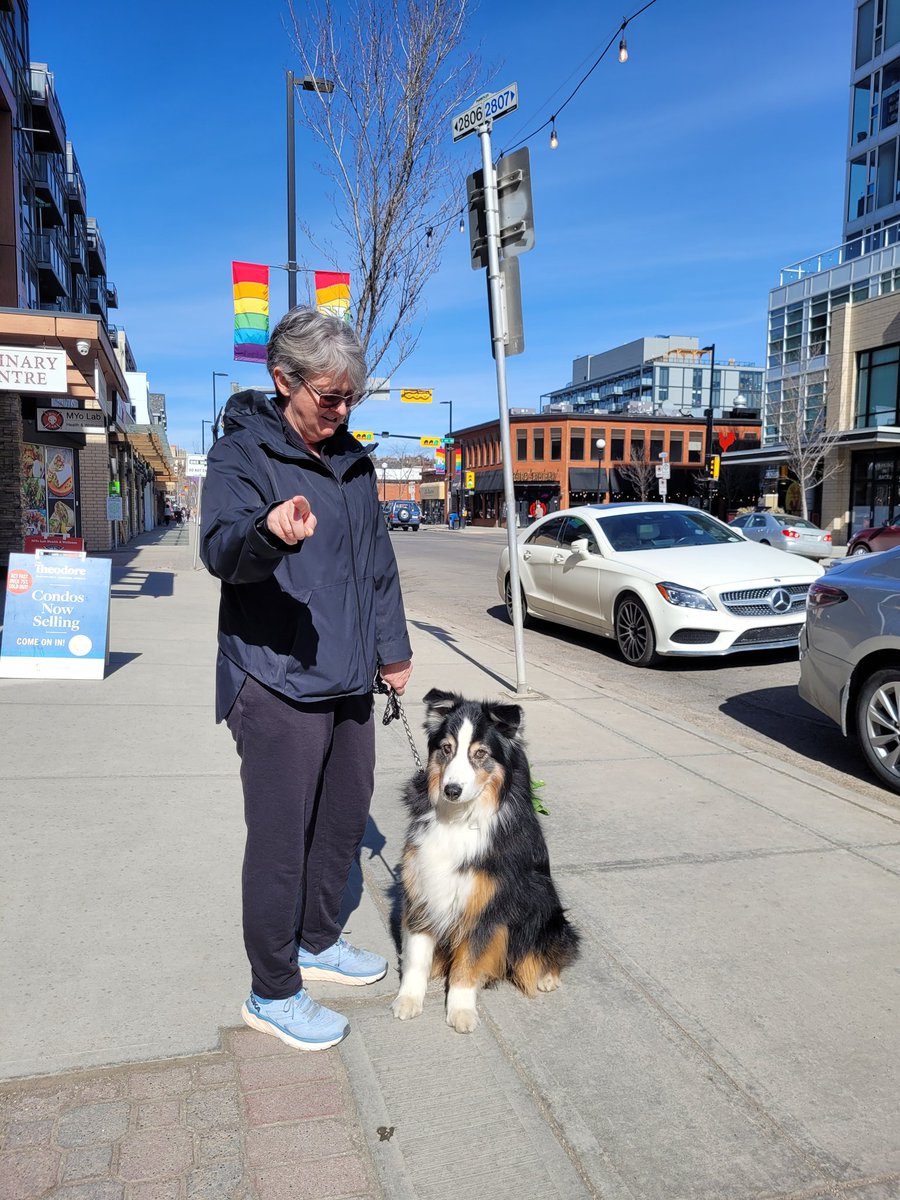 kensingtonYYC's tweet photo. We're excited to introduce you to our new best friend Ranger as part of #DogsOfKensington. Ranger is a beautiful Collie mix who loves walks down 10th Street and a good head scratch. Do you know any #DogsofKensingon? Use the hashtag and tag us in your posts/stories.
πΈ@PARKERPRca https://t.co/NFdX2648rs