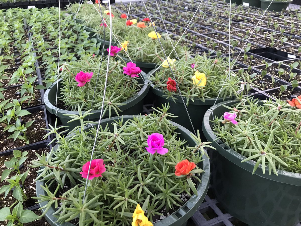 MrsGracejones's tweet photo. @MobilePublicSch employees, we’re staying until 5pm, Friday, April 1st, to give you a chance at our great plant deals! @BryantCTC Spring Plant Sale!  @almabryanths @BakerAcademies @dixonscholars1 @CastlenElem @boothsharks @DHS_Warriors @RaidersRain @StElmoElem @TheodoreBobcats https://t.co/Cax9Qo6zKF