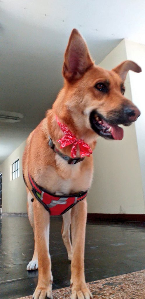 incondic_peru's tweet image. #Flopy lleva varios meses hospedada, nadie le ha dado la oportunidad de brindarle un hogar definitivo. Es mediana, amorosa, compañera, por favor ayuden a difundir su foto para que la conozcan y se animen a tenerla como párate de su familia. Mantenerla es cada vez así complicado☹️