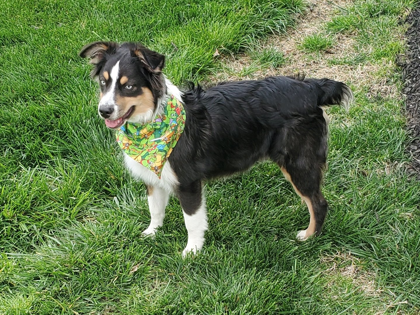 Toy aussie cheap corgi mix