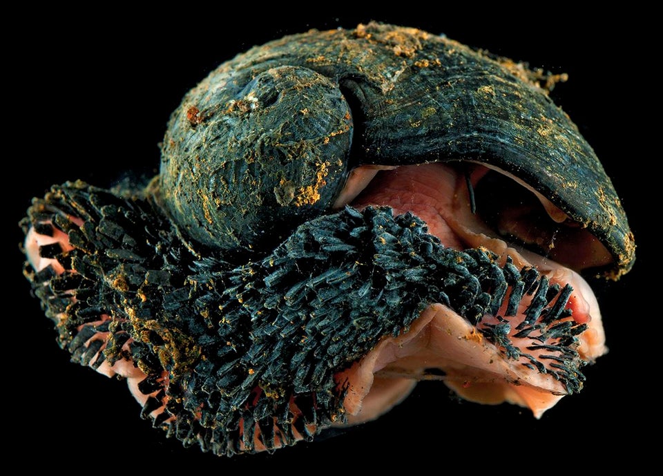 _universalstory's tweet photo. This is a volcanic snail! 

It lives 3,000km underwater at 400°C and has an iron shell. 

Yet somehow, despite all that, it's endangered because of humans (deep-sea mining). 

#science #conservation #wildlife https://t.co/iuwnONvih0