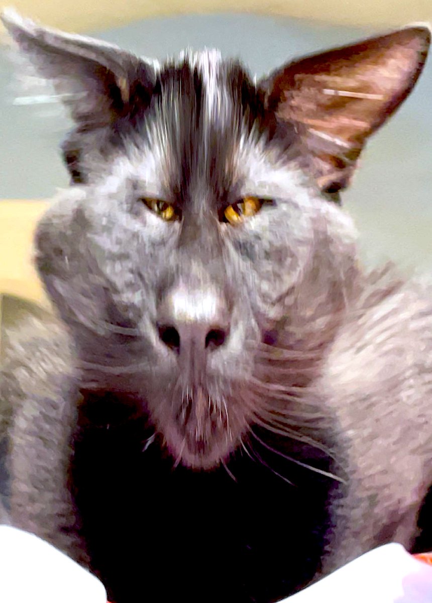 persesussimon's tweet image. 