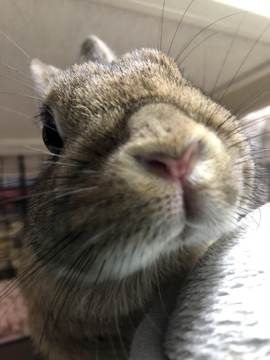 むふっ！
#うさぎ
＃可愛いやつ