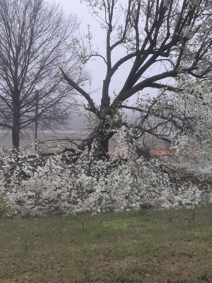 WxSpotterAlanK's tweet photo. Tree damage just SW of Commerce, MO on Hwy E. At the blue dot on 2nd screen shot. Pic taken at 16:40 #pahspotter #nwspah https://t.co/JOcJcxuY9l