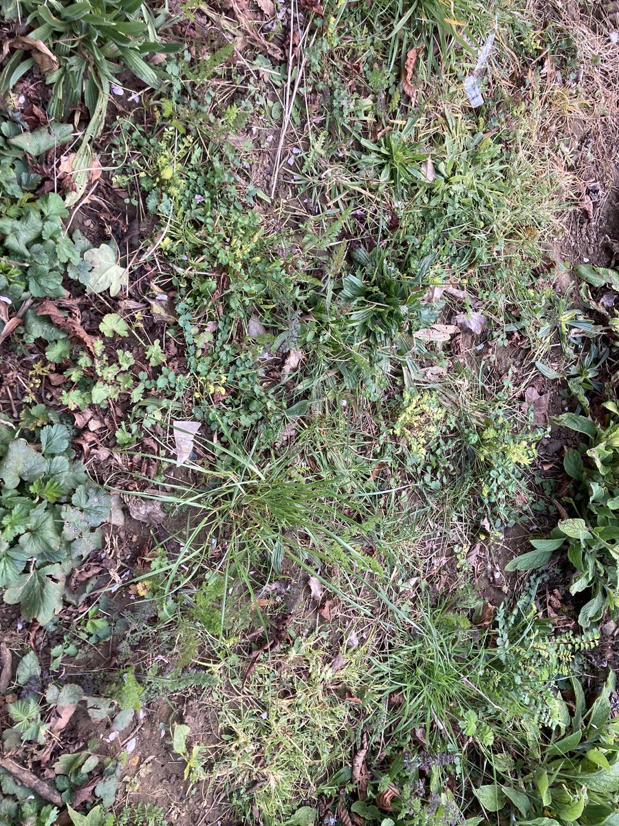 StGilesTerrace's tweet photo. Please raise your concerns with the council- we have also reported it to the contractors as they have sprayed off parts of the meadow we as the community have sowed last year after getting funding. @idverdeUK this is poor practice indeed and needs rectifying asap! https://t.co/szou342RMF