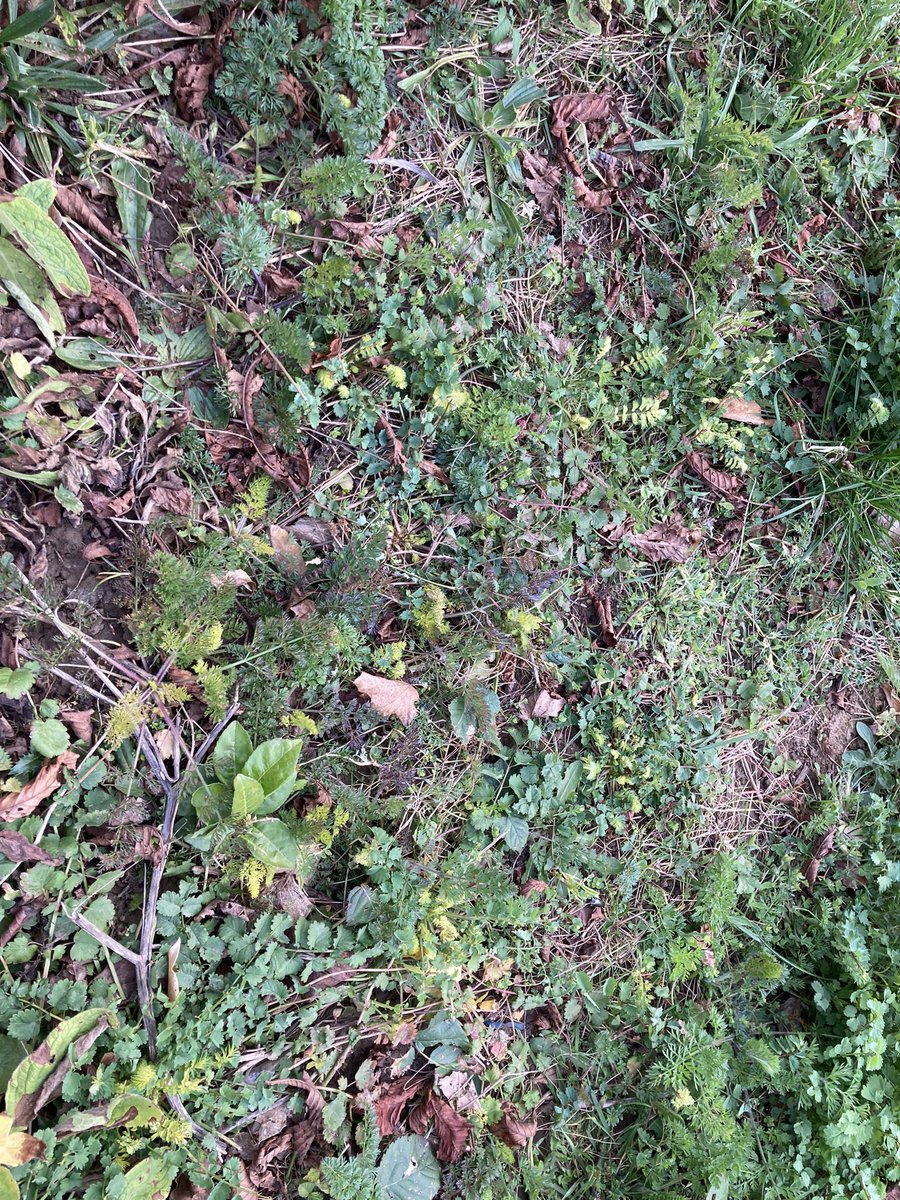 StGilesTerrace's tweet photo. Please raise your concerns with the council- we have also reported it to the contractors as they have sprayed off parts of the meadow we as the community have sowed last year after getting funding. @idverdeUK this is poor practice indeed and needs rectifying asap! https://t.co/szou342RMF