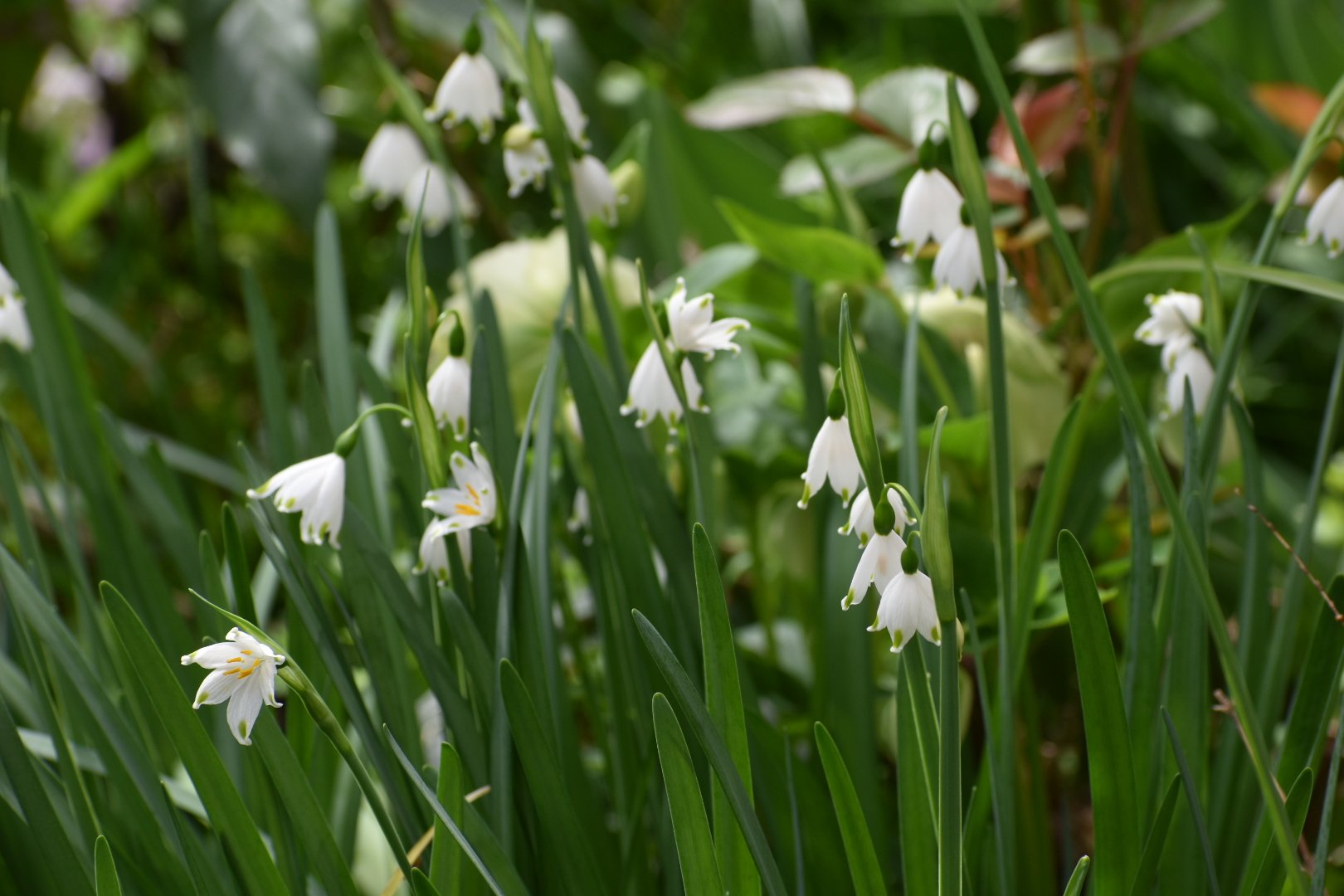 オオマツユキソウ Twitter Search Twitter