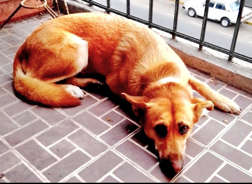 incondic_peru's tweet image. VACUNA ANUAL!
Con los donativos de @dazp19 de canceló chequeo, vacuna anual y desparasitación de #Flopy💕🐕 ahora está protegida por un año de enfermedades virales.
Gracias Diego!
#VacunarEsUnActoDeAmor 
#Padrino