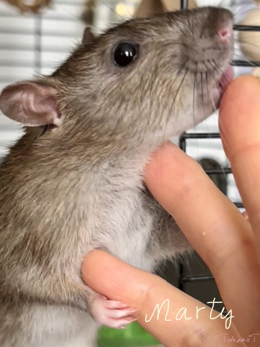 otterX's tweet photo. 100% love and innocence 🥰❤️🐀✨ lil Marty ✨ https://t.co/pdJftcREsU