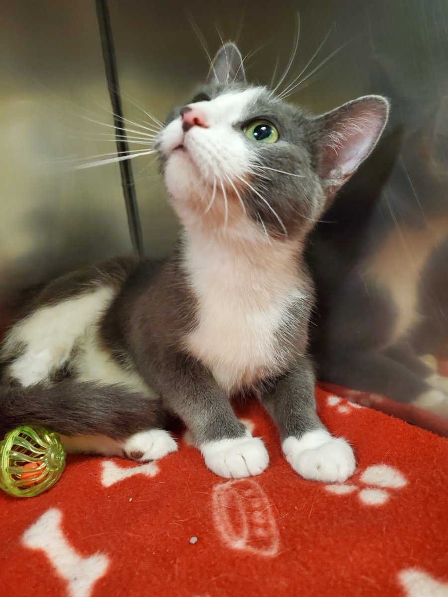 Meet Jewels!

Jewels is a very sweet and happy one-year-old kitty who is almost ready to find her new home! She has been loved dearly in the past, and now her journey continues here at the shelter. If interested in learning information about Jewels call us at 417-833-2526!