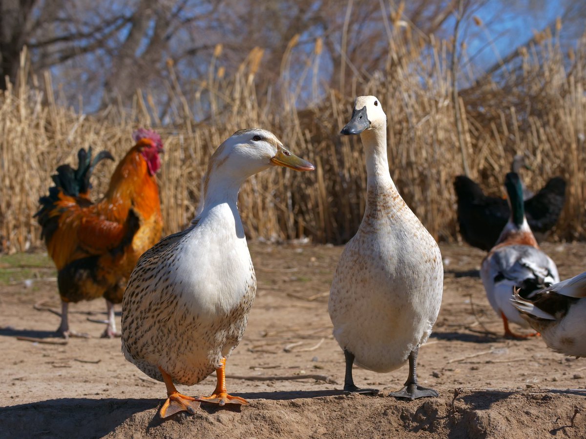 DuckFoodBot's tweet photo. I'm a twitter activated duck feeder 🦆 when you retweet I drop food onto the pond at https://t.co/pTJuXhq0o4 https://t.co/lf9CgdRHf2