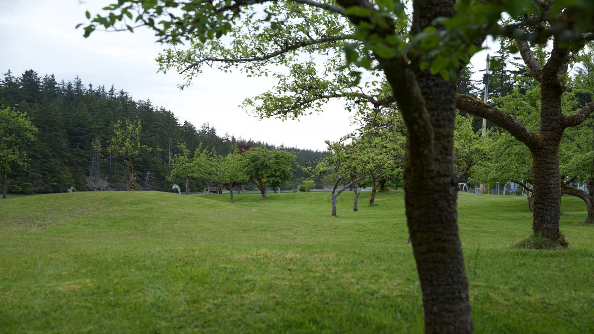 Haida_House's tweet photo. Beach access & acres to explore! The #HaidaHouse property features 50 acres of river & oceanfront, orchards, forest trails, greenhouses & gardens - learn more @ https://t.co/v0TIZvLdeZ
#haidagwaii #Tlell #hellobc #bedandbreakfast #allinclusive #beautifulbc #destinationindigenous https://t.co/QsPU6sJKwK