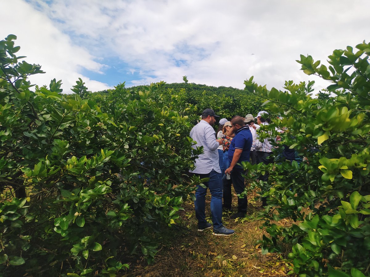 farmfoliocol's tweet photo. Conoce a uno de nuestros clientes, exportador número uno de limón Tahití en el país ✅  Valle Verde
 
Promueve lo mejor de la agricultura Colombiana a mercados internacionales

Ingresa a nuestra pagina web 
📌https://t.co/loHMPSKClq

#Agro #SectorAgro #LimonTahiti #Limon https://t.co/U7F5ehAjHG