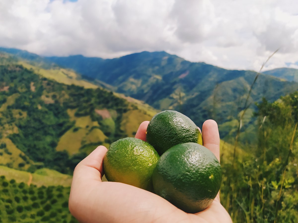farmfoliocol's tweet photo. Conoce a uno de nuestros clientes, exportador número uno de limón Tahití en el país ✅  Valle Verde
 
Promueve lo mejor de la agricultura Colombiana a mercados internacionales

Ingresa a nuestra pagina web 
📌https://t.co/loHMPSKClq

#Agro #SectorAgro #LimonTahiti #Limon https://t.co/U7F5ehAjHG
