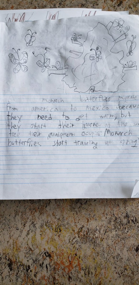 Mr. MacDonnell's Grade 1/2 tweet media