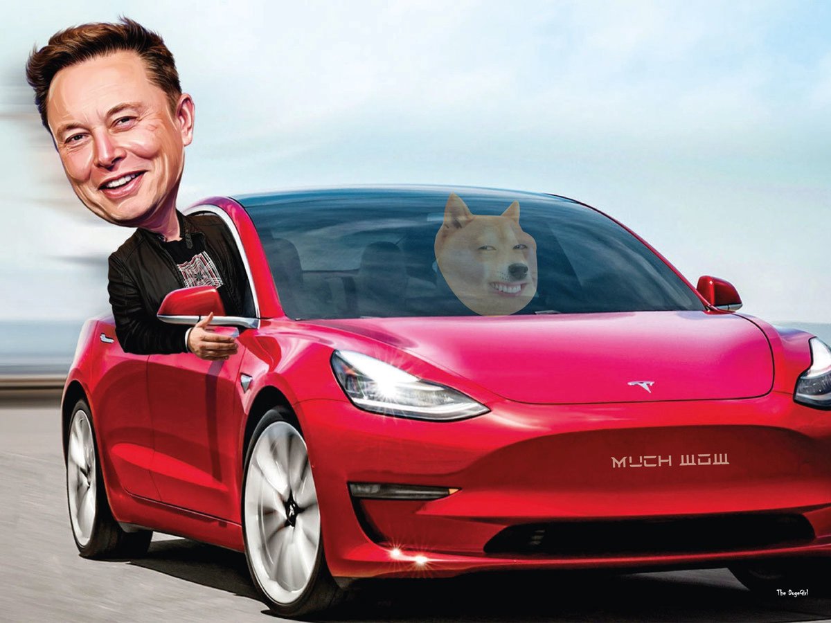 catandradec's tweet photo. #DogeForTesla https://t.co/TvPWs8QrkM