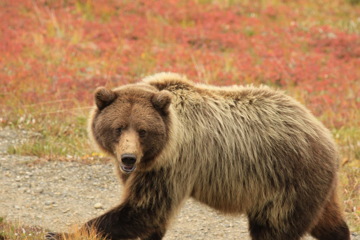 lingometro's tweet photo. #Alaska has a wealth of natural beauty and National Parks, but none are more famous, and few more majestic, than #DenaliNationalPark. With the grand mountain as its centerpiece, Denali has a variety of natural beauty and wildlife! 
#LingoMetro #FunWithEnglish #NationalParksUSA https://t.co/j1XguZsFHj