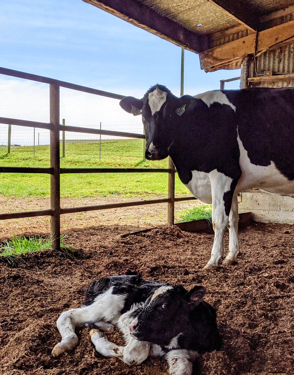 Born just in time to meet the 2nd grade class from Ross School!

#foodandfarmtours
#bovineinthelunchline
#pasturetoprincipalsoffice
#tastybitesforlittlehands

Book your tour: Food &amp; Farm Tours or bivalvedairy@gmail.com