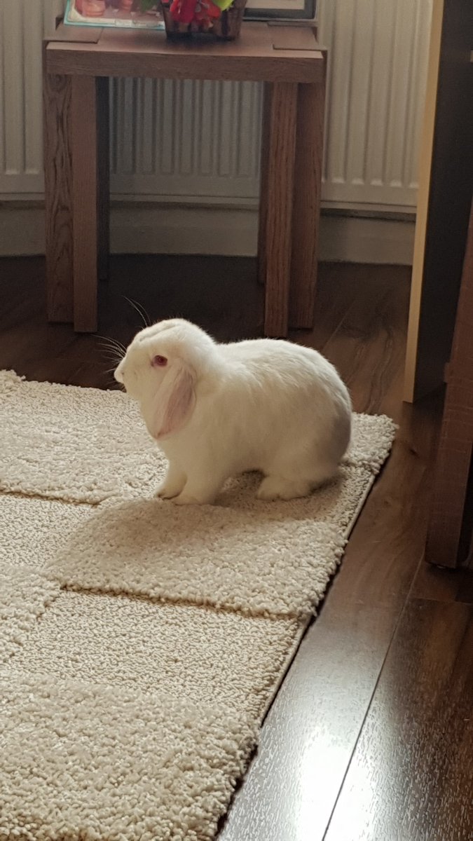 savira_mx's tweet photo. my cute chubby bunny #rabbit #bunny 😚💕 https://t.co/tqjueX5I66