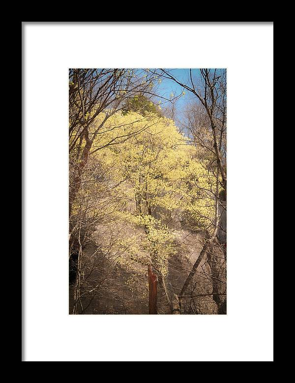 denisew428's tweet photo. #spring print available at:
https://t.co/XOSPTFNNAk 
#springforart #buyartthisspring #blooming #trees https://t.co/PFviVDx5EY