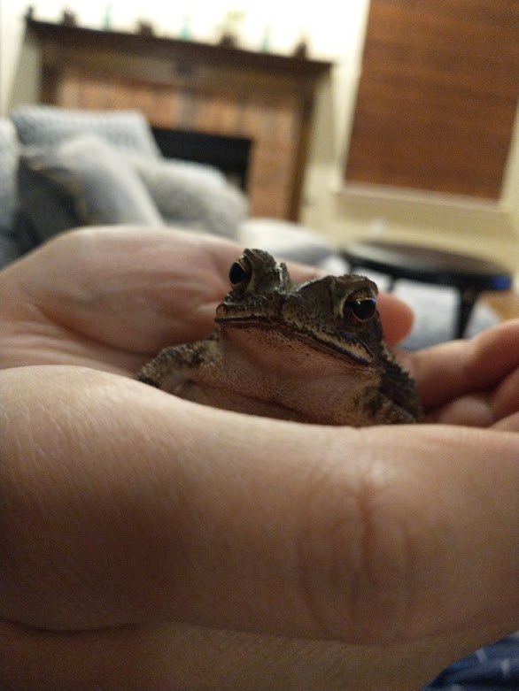 LimetheFrog1's tweet photo. Retweet this if you like frogs https://t.co/ho3C7jIKW6