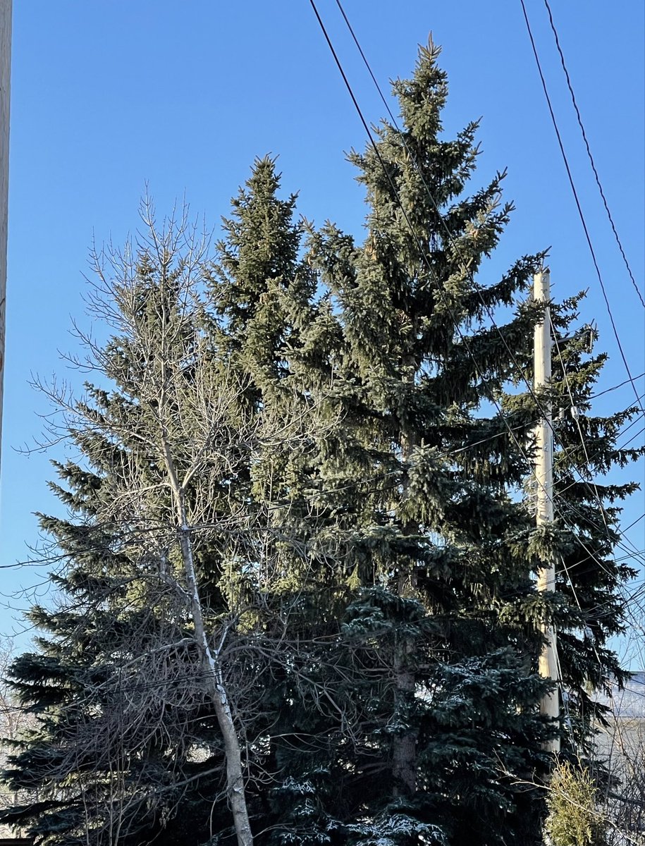 cathearthsis's tweet photo. 3 Trees from a #MUFL Kitchen Window #3-30-300 https://t.co/JaXVJxDcug