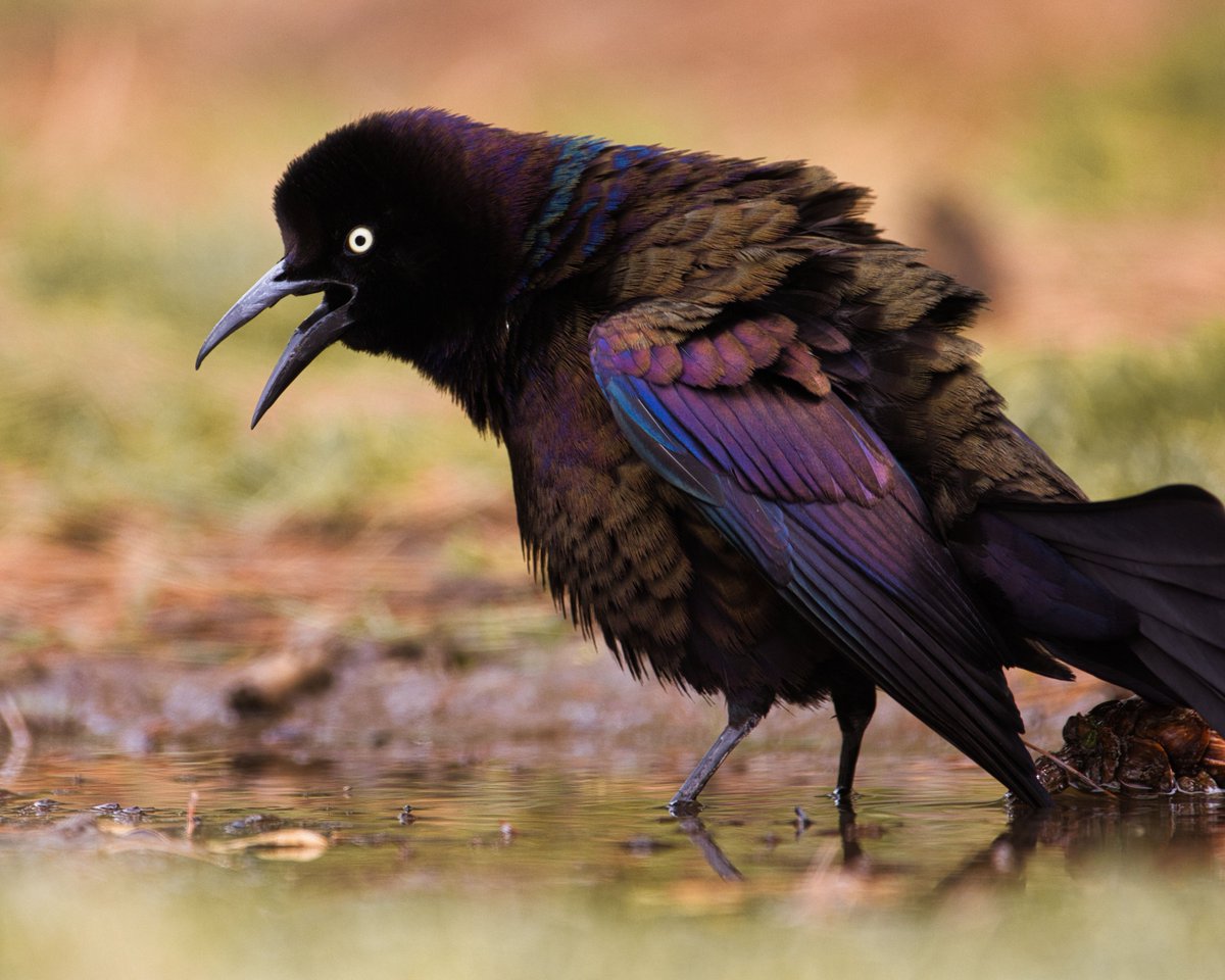 JohnReedPavan's tweet photo. Behold the fluffiest common grackle at the puddle!
I'm guessing this is a breeding display.
#commongrackle #grackle #breedingdisplay #birds #birding #birdwatching #nature #wildlife #spring #pinetum #centralpark #nycparks #canonr5 #sigmaphoto #luminarneo https://t.co/35NXn3btRZ