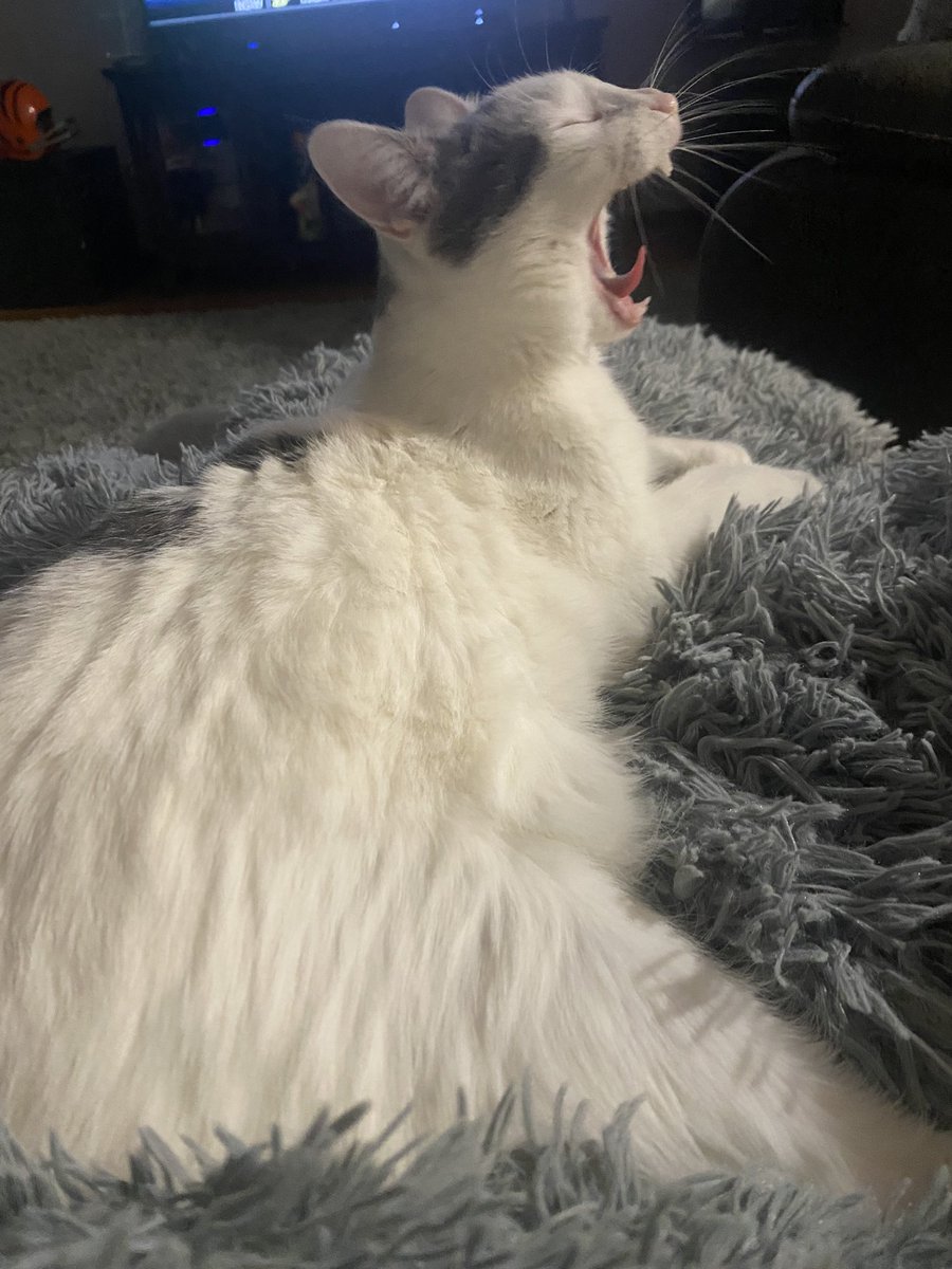 PurrfectPaws4's tweet photo. She a purrocious Itty Bitty Kitty #whiskerswednesday #CatsOfTwitter #CatsOnTwitter #AdoptDontShop https://t.co/7F4Moe2LRI