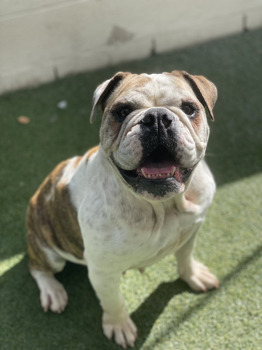 Meet Bella!

Available for adoption or foster at socalbulldogrescue.org!