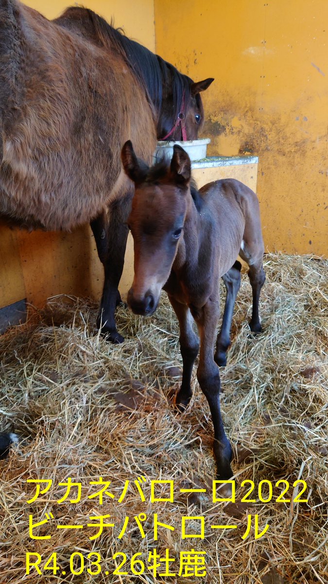 アカネバローロ😍  
