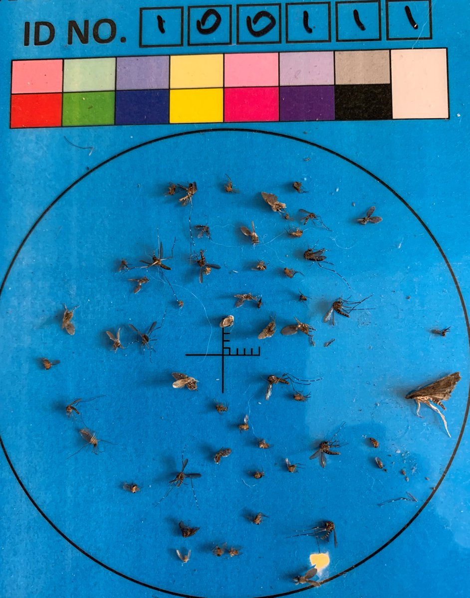 MozzieMonitors's tweet photo. We are still getting some of our last trap submissions for #mozziemonth
Looks like there's a few ankle biters at this spot! you can tell 'Aedes notoscriptus' by the banded proboscis, pattern on the back and stripe on the leg.
#citizenscience https://t.co/EYtdnxFKHr