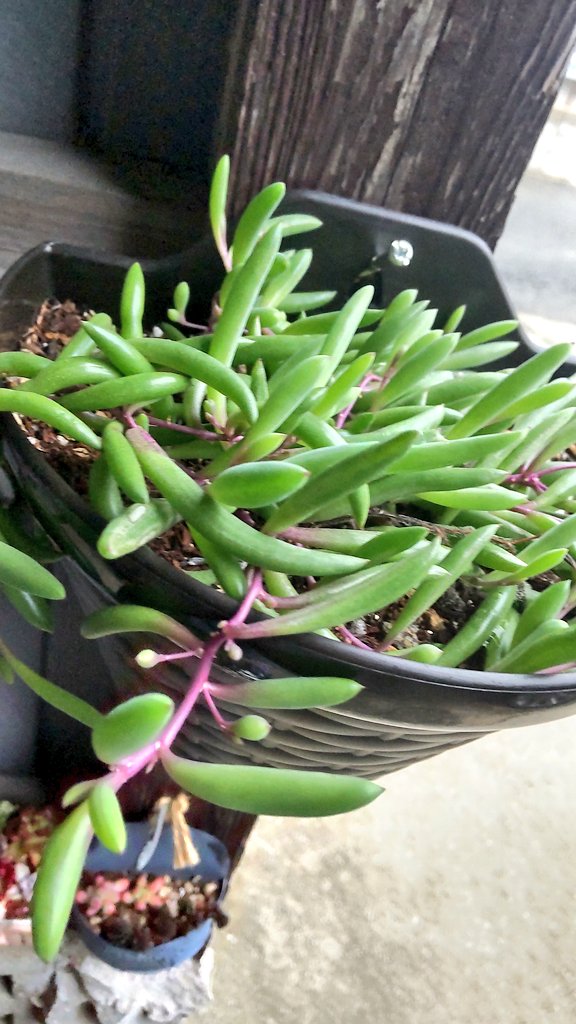 ルビネ Twitter Search Twitter