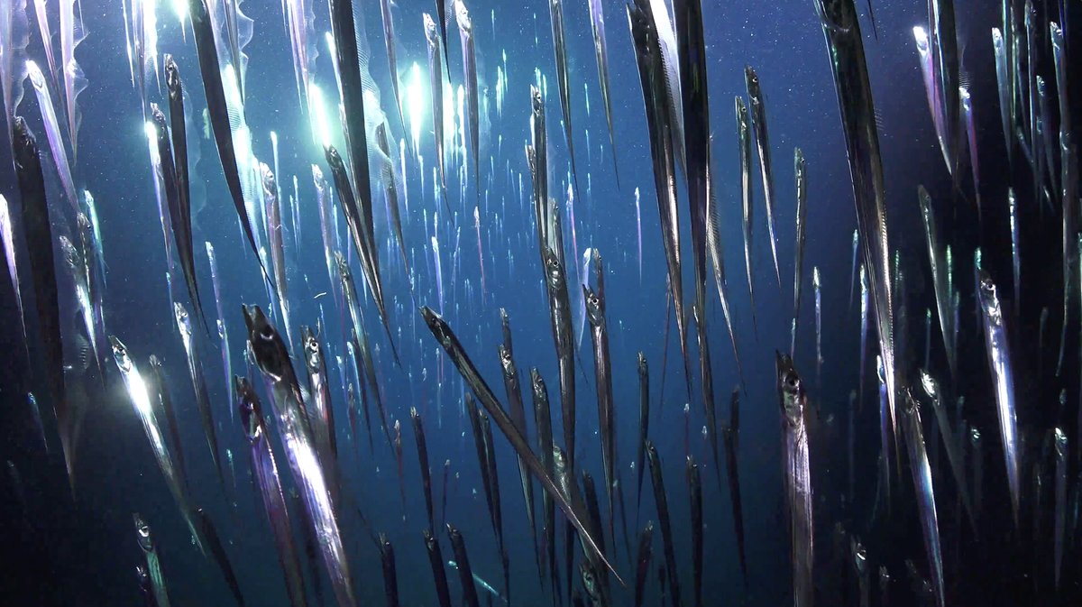 SchmidtOcean's tweet photo. Looking back at #DeepDiveCuts from 2019's incredible #CostaRicaDeep expedition. We'll be speaking with science team members in ONE HOUR, including @CordesLab and @LlevinAnn, about what they've learned since arriving #BackAshore. Join us on YouTube: https://t.co/y1RU2lzKb7 https://t.co/mxQoRD2Ga3