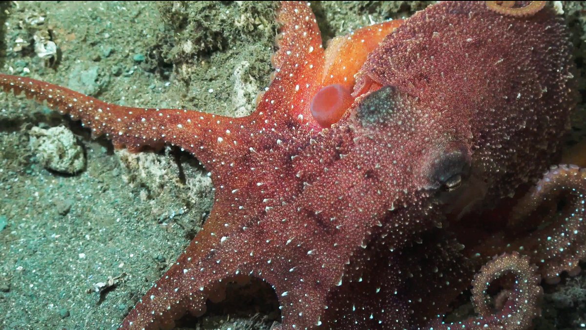 SchmidtOcean's tweet photo. Looking back at #DeepDiveCuts from 2019's incredible #CostaRicaDeep expedition. We'll be speaking with science team members in ONE HOUR, including @CordesLab and @LlevinAnn, about what they've learned since arriving #BackAshore. Join us on YouTube: https://t.co/y1RU2lzKb7 https://t.co/mxQoRD2Ga3