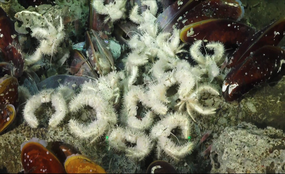 SchmidtOcean's tweet photo. Looking back at #DeepDiveCuts from 2019's incredible #CostaRicaDeep expedition. We'll be speaking with science team members in ONE HOUR, including @CordesLab and @LlevinAnn, about what they've learned since arriving #BackAshore. Join us on YouTube: https://t.co/y1RU2lzKb7 https://t.co/mxQoRD2Ga3