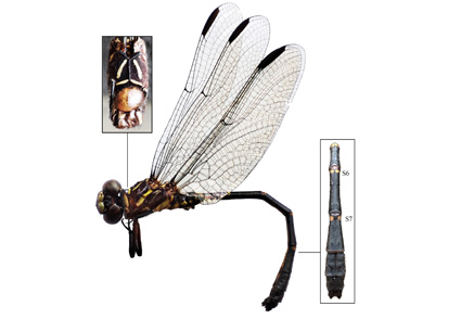 Zootaxa's tweet photo. A #newspecies of Progomphus Selys, 1854 (#Odonata: #Anisoptera: #Gomphidae) from Minas Gerais state, Southeastern #Brazil
https://t.co/dOGzUA1mVA
#Taxonomy https://t.co/Wj66KZ91qb